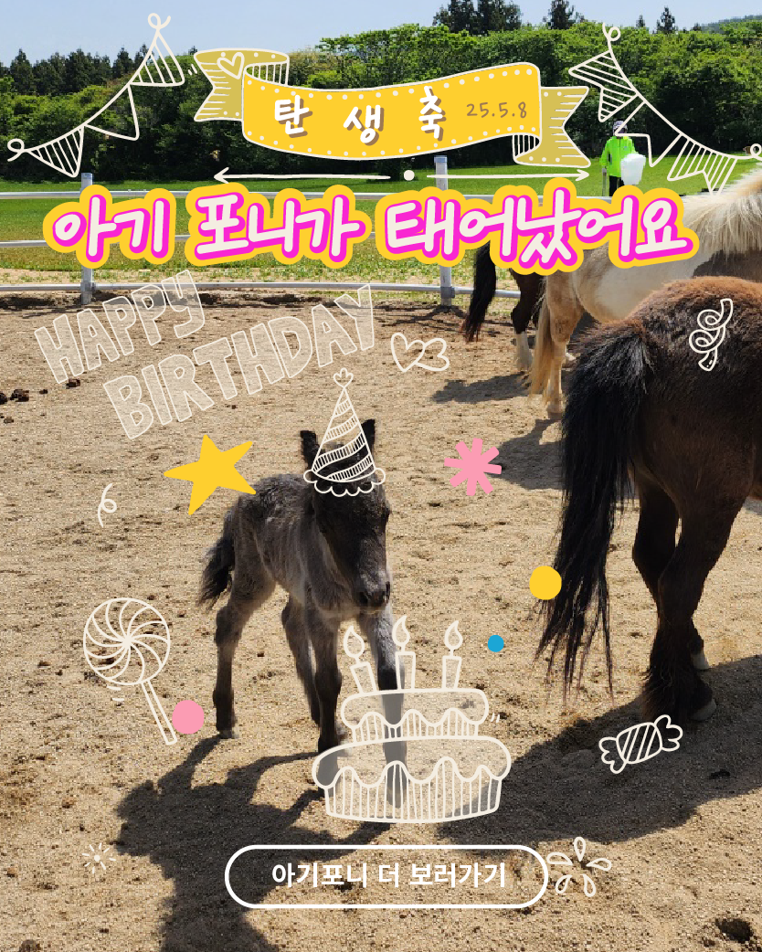 아기 포니 탄생